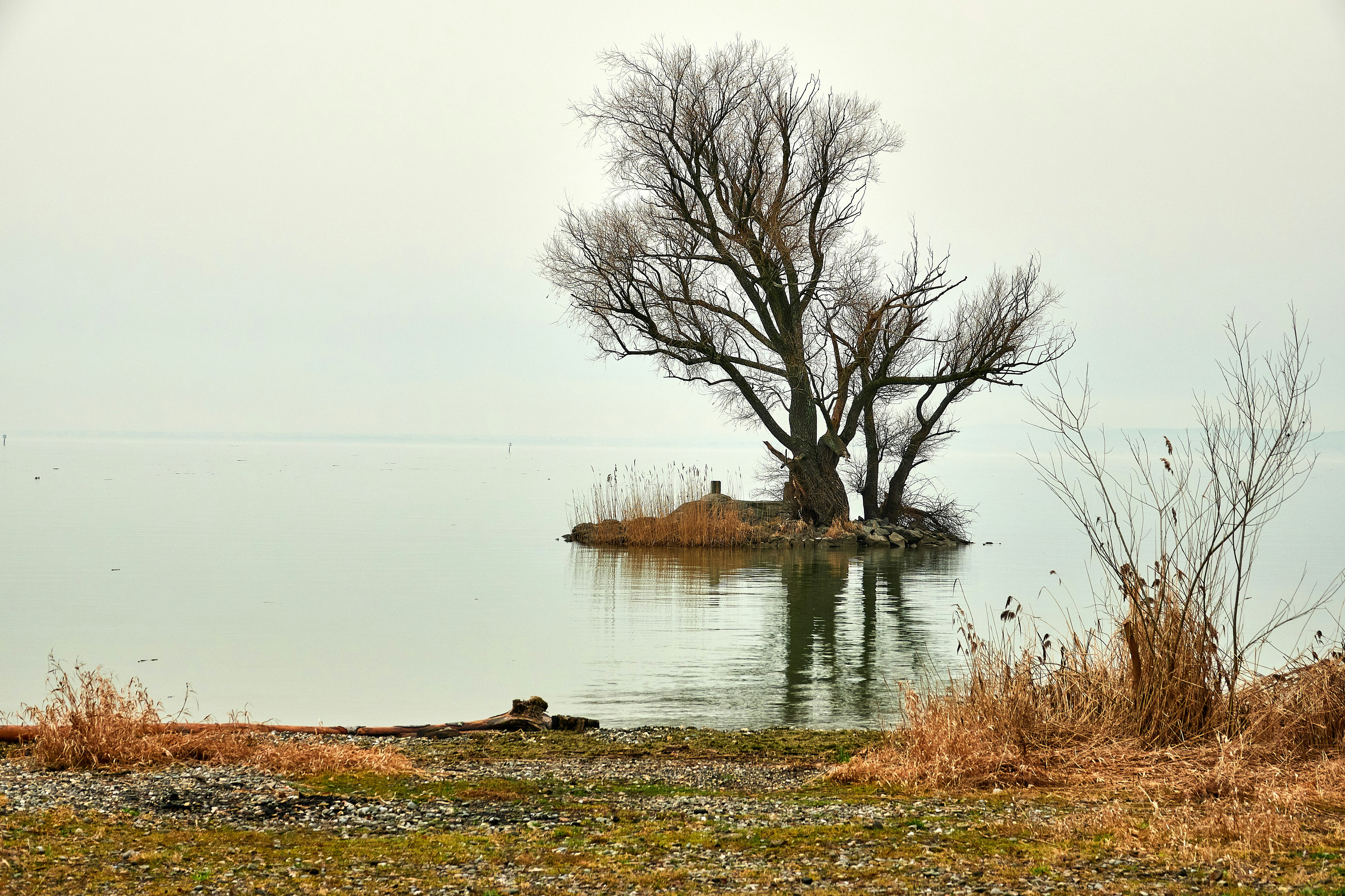 brown leafless tree near lake